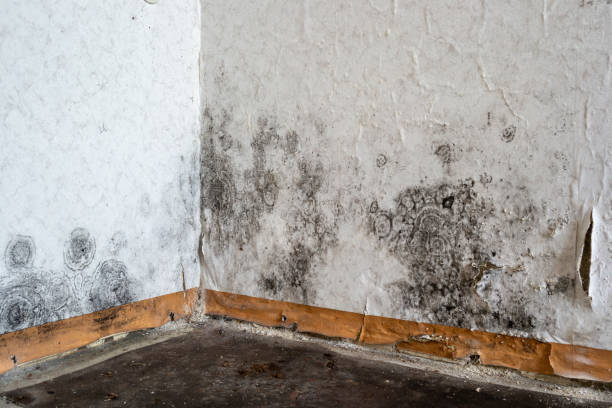 Best Mold Removal Specialists  in Way, NE